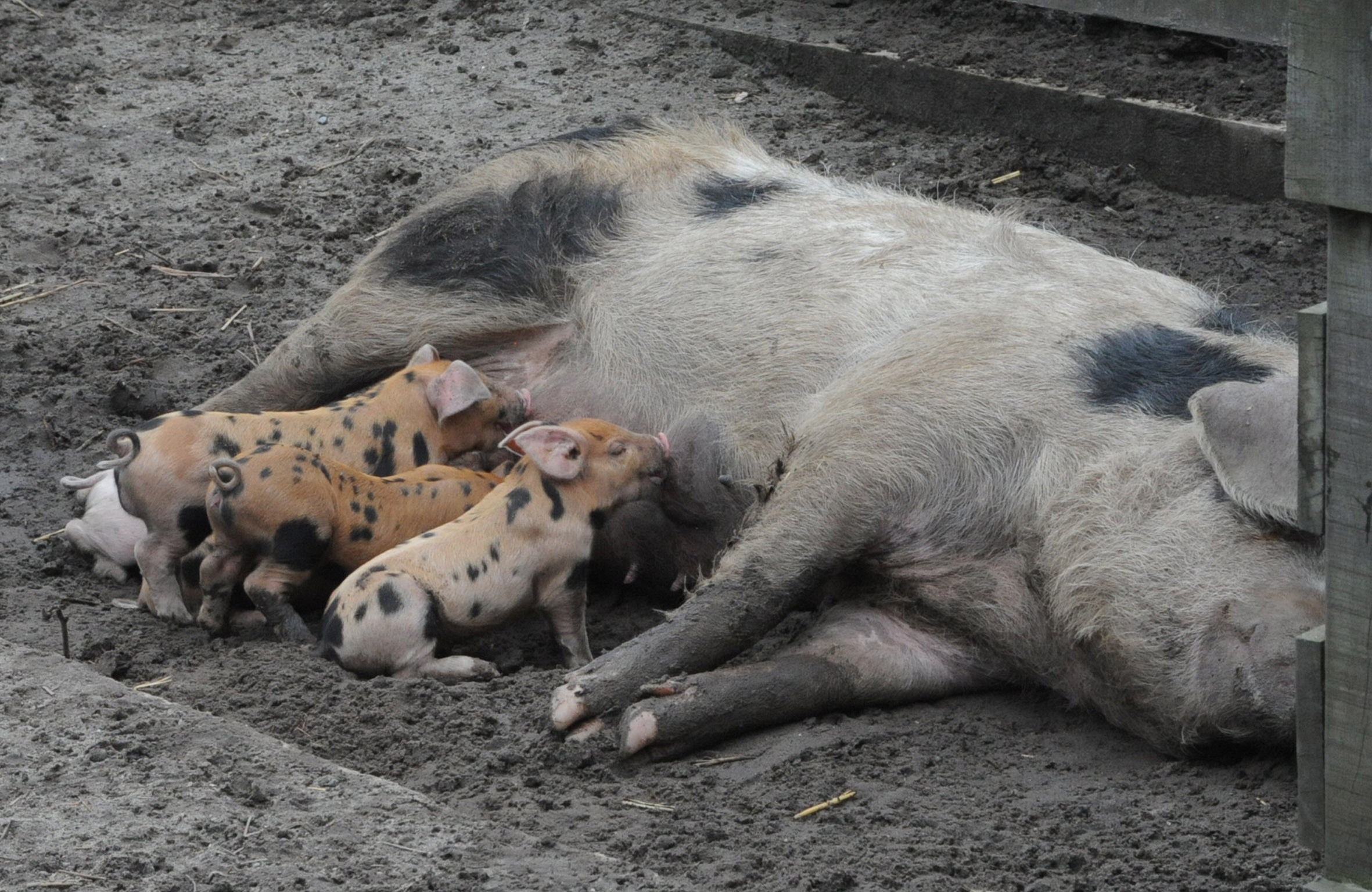 Kinderboerderij Emmelerbos - schapen scheren - mei 2014