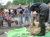 Kinderboerderij Emmelerbos - schapen scheren - mei 2014