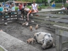 Kinderboerderij Emmelerbos - schapen scheren - mei 2014