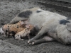 Kinderboerderij Emmelerbos - schapen scheren - mei 2014